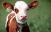 veau de lait